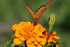 蜜を求めて