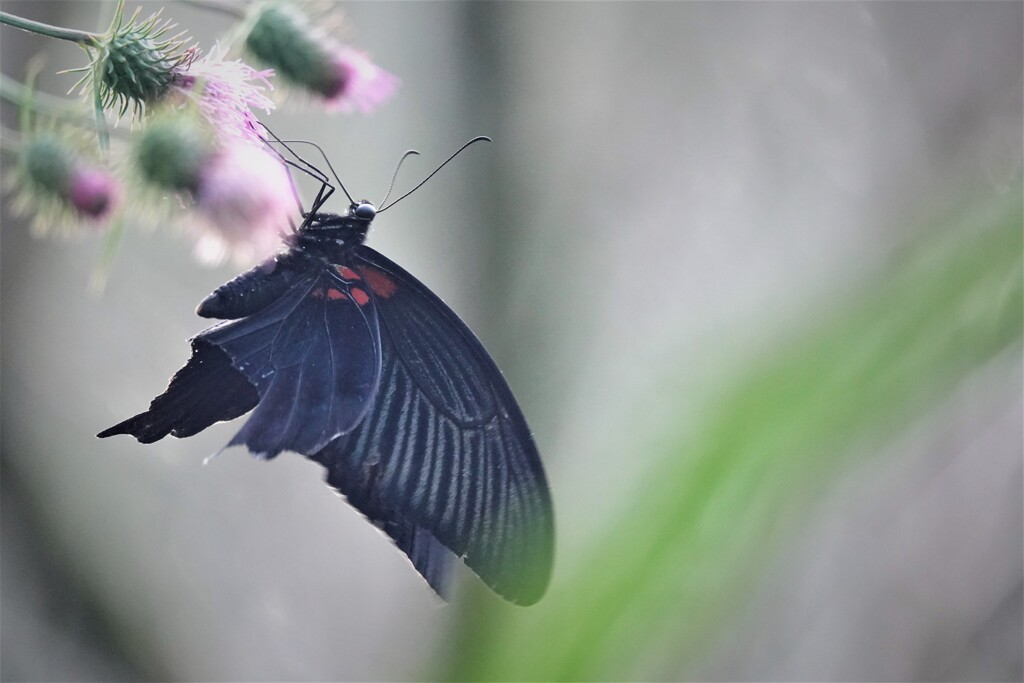 アザミの花に蝶