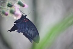 アザミの花に蝶