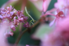 紫陽花の花の上で