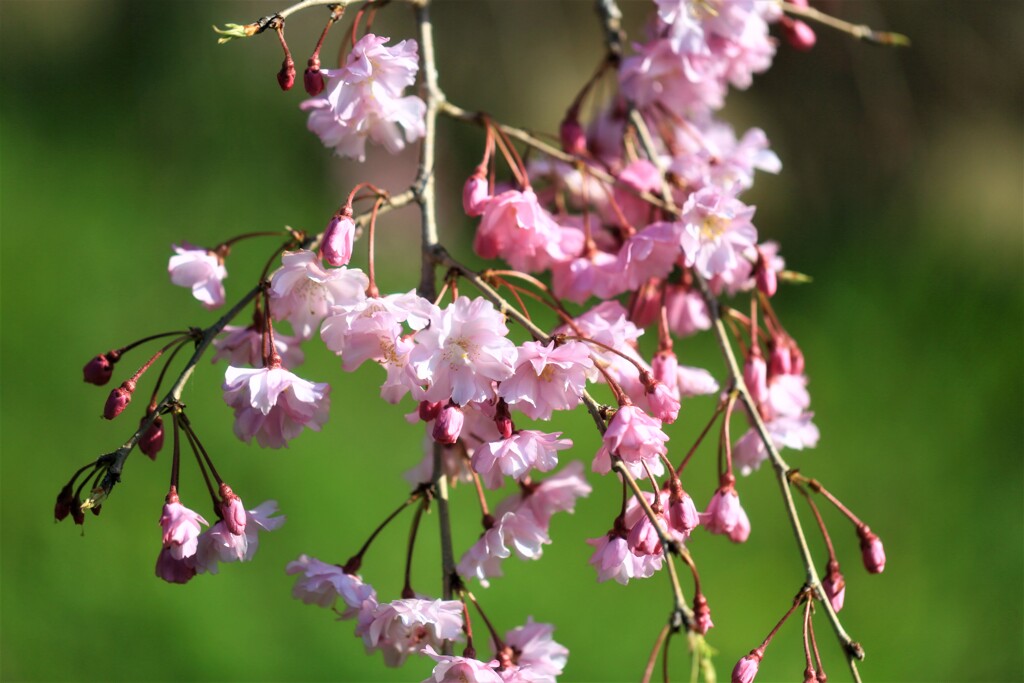 枝垂れ桜