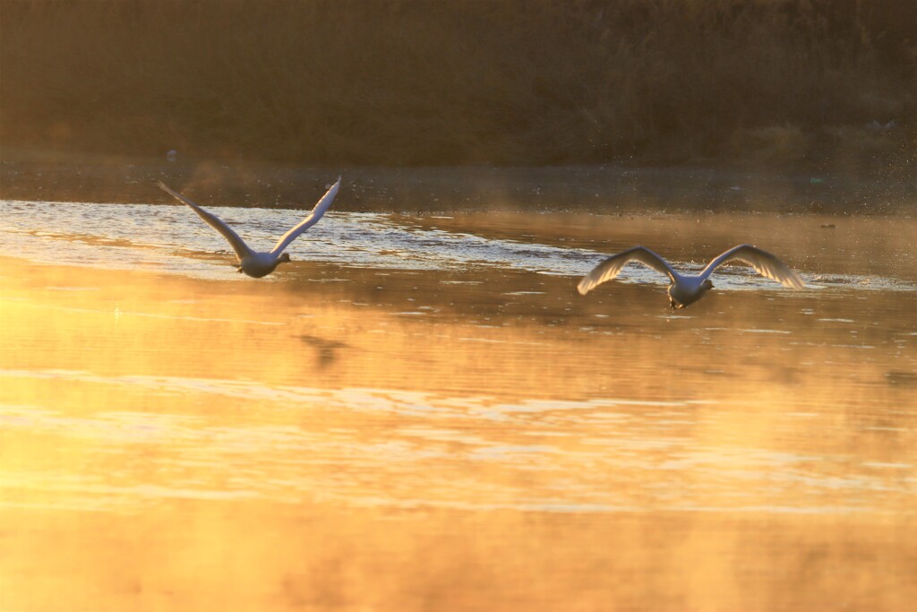 朝の飛翔