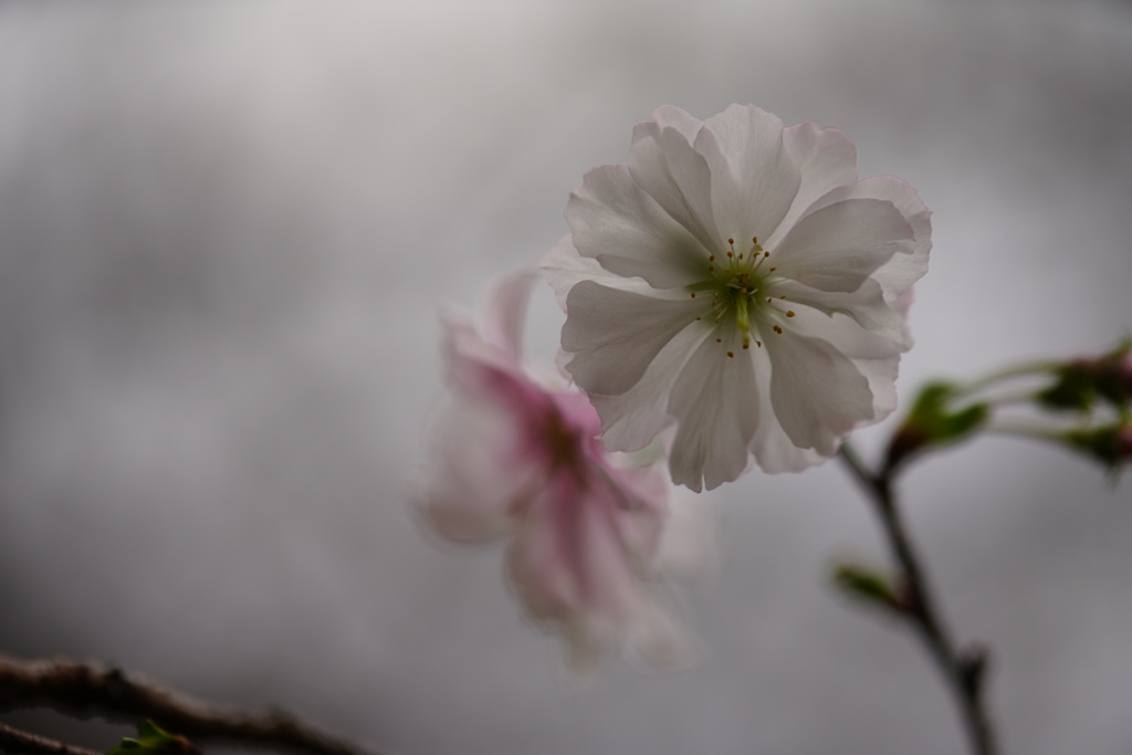 可愛い桜の花