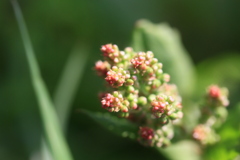草の蕾