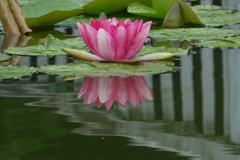 眠りから覚めた睡蓮