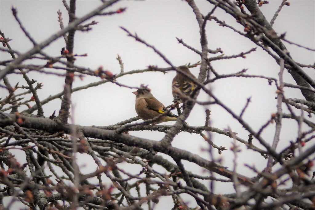 桜の木にカワラヒラ