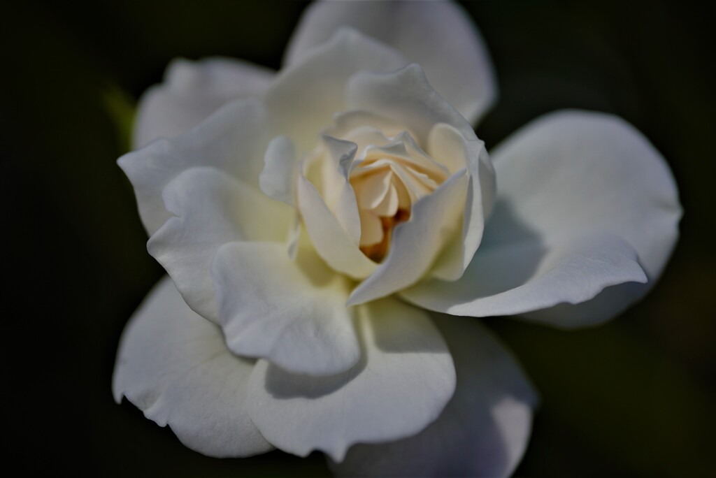 白薔薇