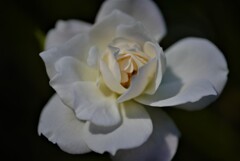 白薔薇