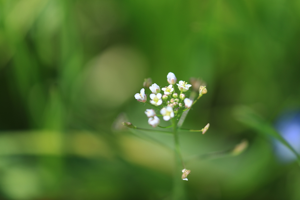 野の花１輪