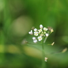 野の花１輪