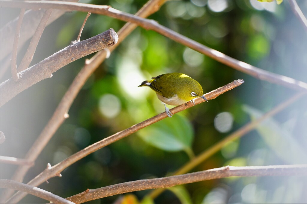 食べ物・・・あるかな～