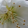 花アップ