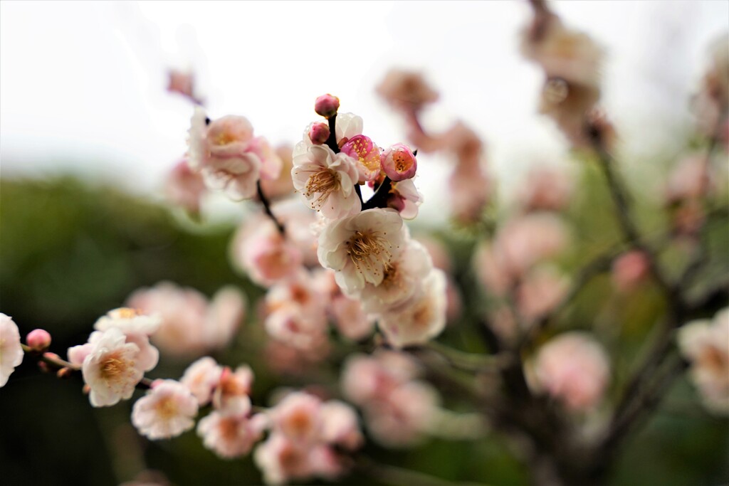 梅盆栽（思いのまま）