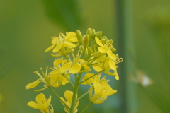春の花は綺麗♪