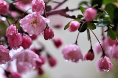 雨に濡れる花カイドウ