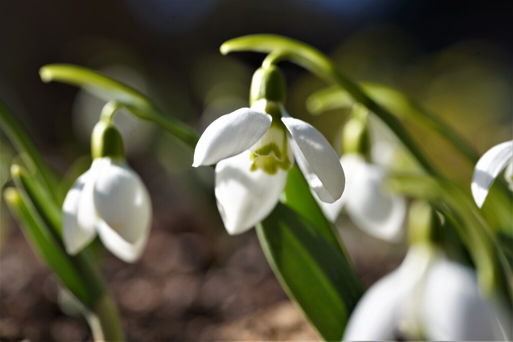 スノードロップ