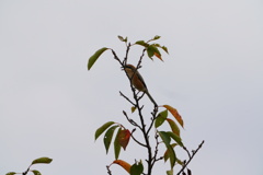 高い所が好きみたい