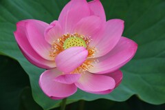 花弁マスク？