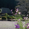 秋の風景