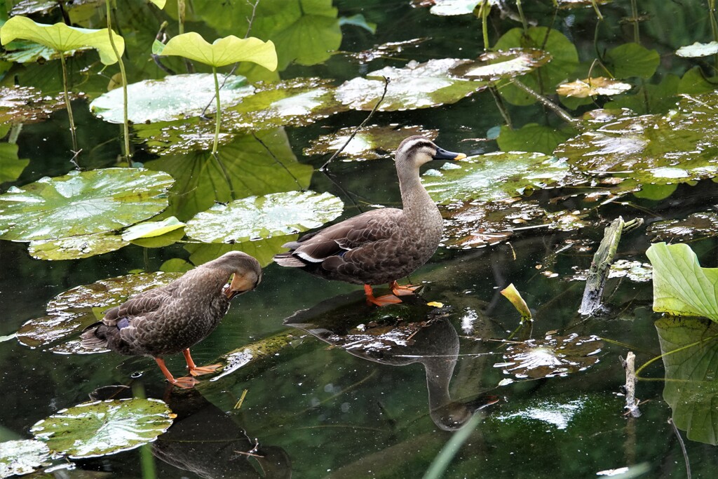 池の鴨