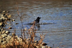 カラスの行水