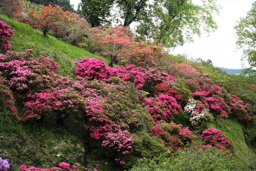 ツツジ公園２