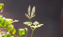 この花止まれ♪