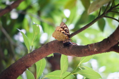 オオムラサキ♀と場所取り？