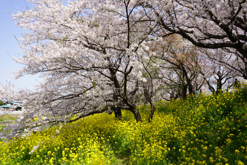 桜と菜の花