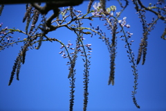開花前