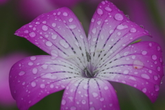 雨の麦ナデシコ２