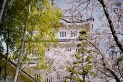 城と桜と竹