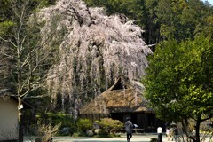 古民家と桜２