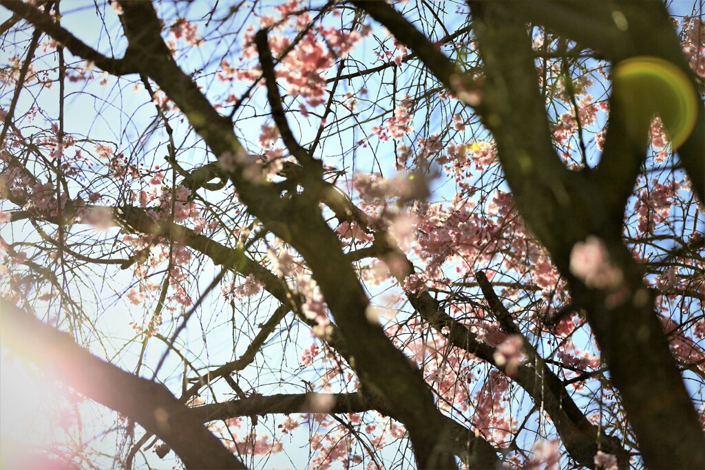 枝垂れ桜に光