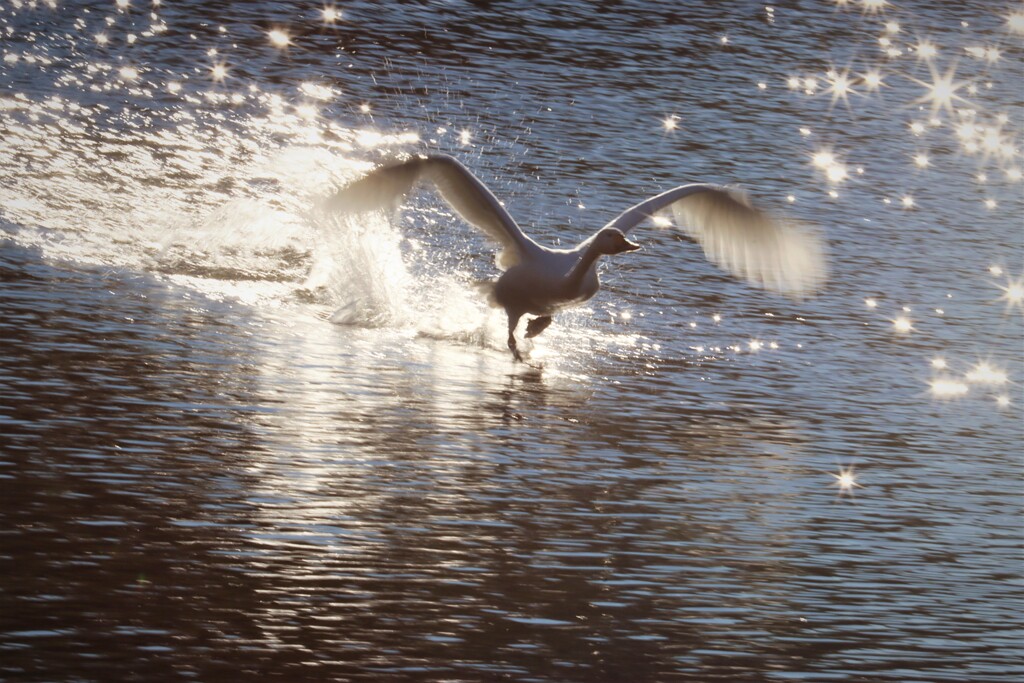 朝の白鳥