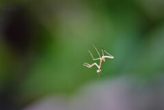 宙を舞うのか？
