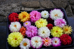 ダリアの詰め合わせ