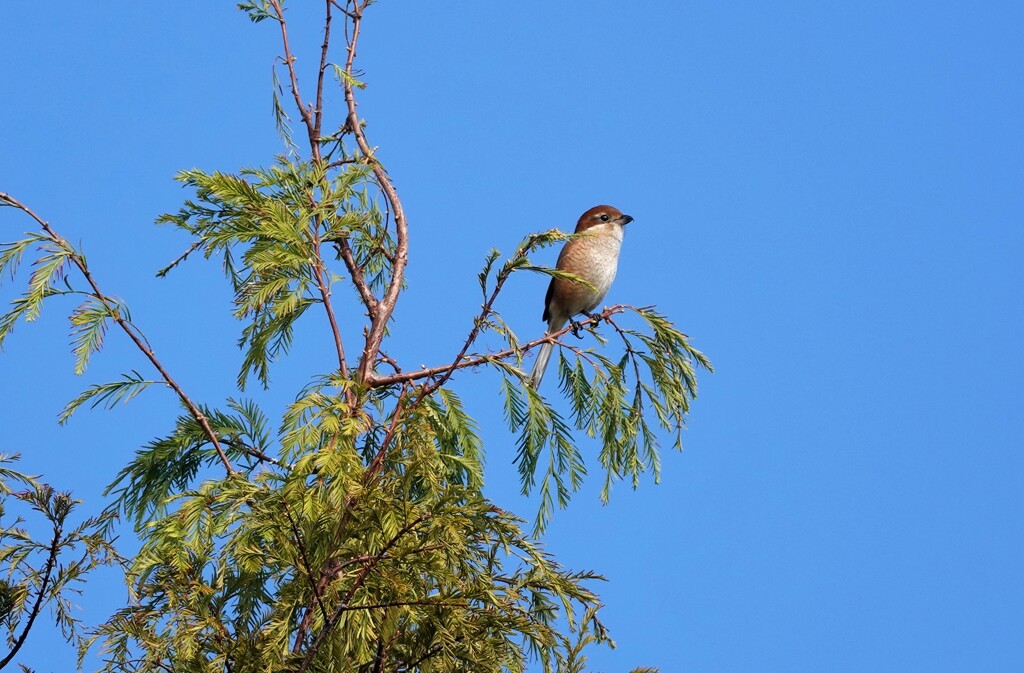 高い木の上のモズ