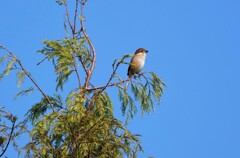 高い木の上のモズ