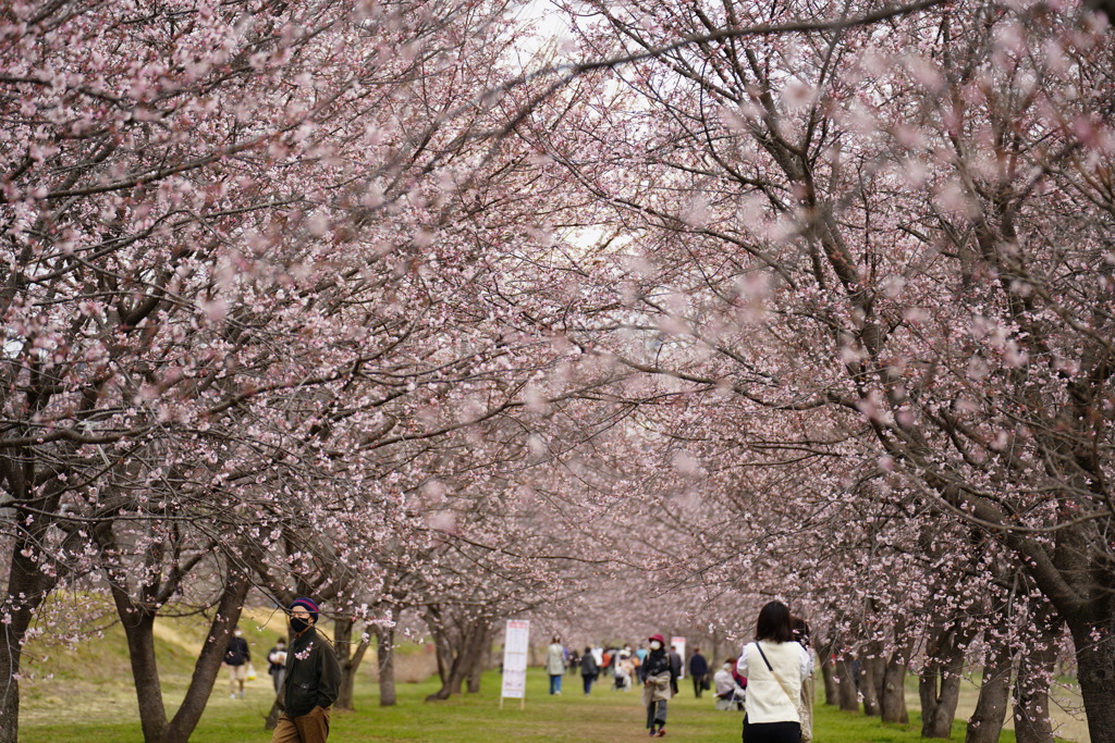 桜堤