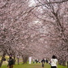 桜堤