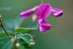 萩の花