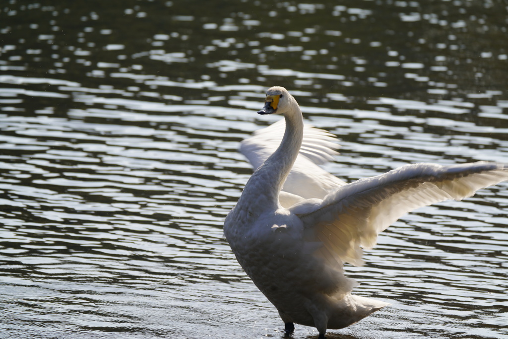 今シーズン初撮り