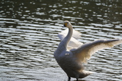今シーズン初撮り