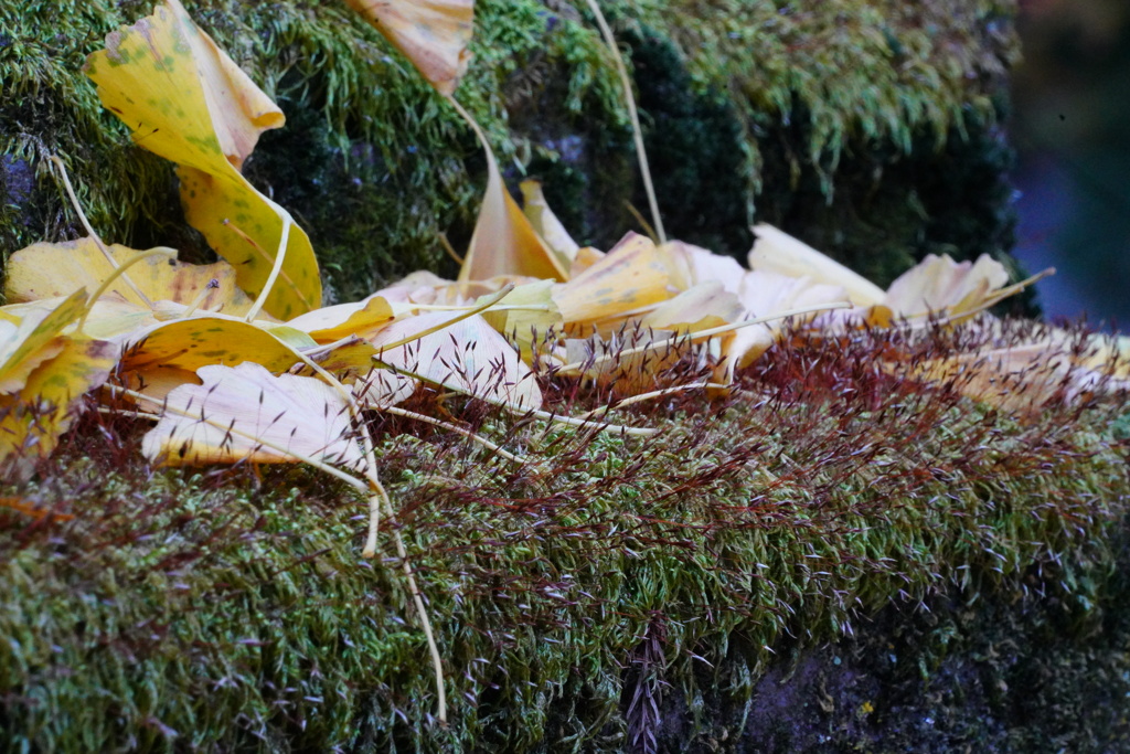 苔の上に枯れ葉