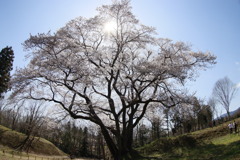 エドヒガン桜１