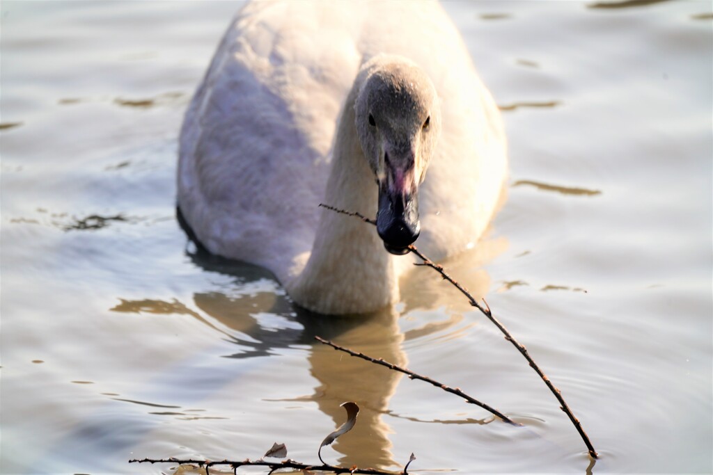 それ・・・食べれませんけど