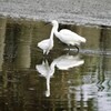 鷺の親子かな