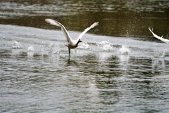 飛び前に走る