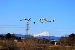 富士山と白鳥２